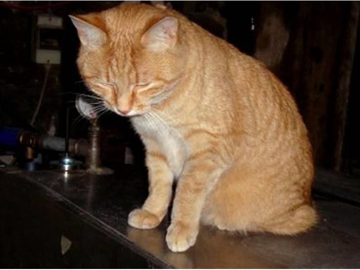 Huskat Zakie *R.I.P.* billede 1