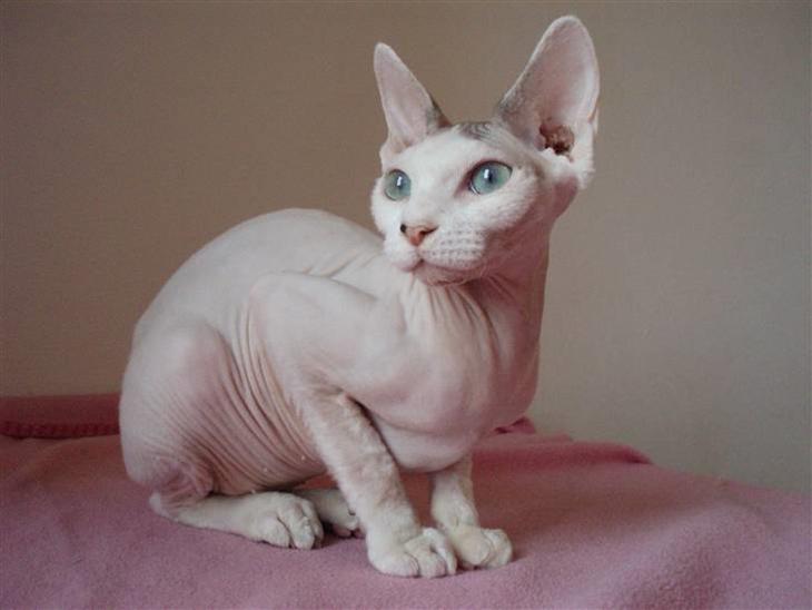 Sphynx My Precious (Perle) billede 1