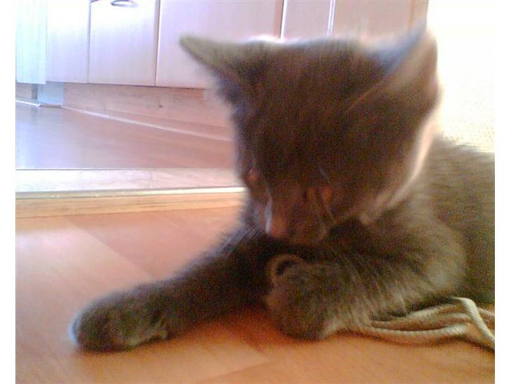 {{currentPhoto.altText}} billede {{currentPhoto.number}}