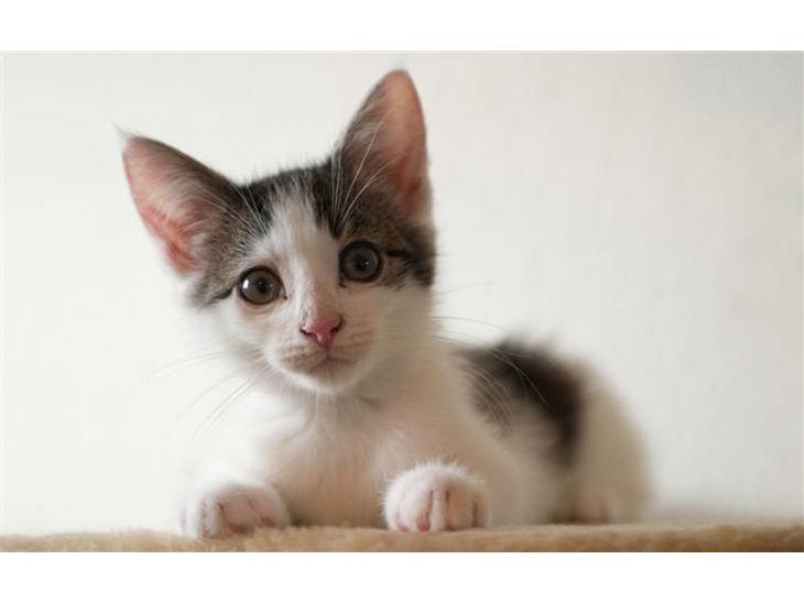 Blanding af racer / Maine Coon Bella - Bella, da hun er 14 uger gammel.. billede 1