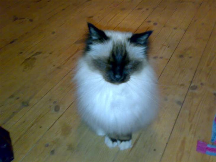 {{currentPhoto.altText}} billede {{currentPhoto.number}}