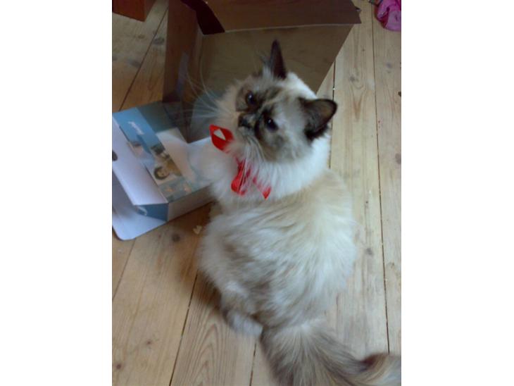 {{currentPhoto.altText}} billede {{currentPhoto.number}}