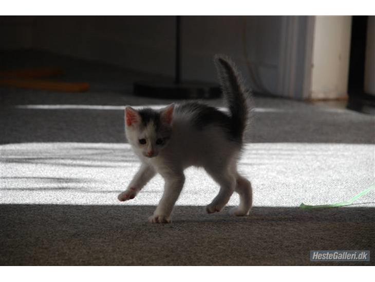 {{currentPhoto.altText}} billede {{currentPhoto.number}}