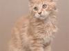 Maine Coon Cherry Cleo