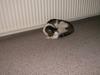 Huskat Tarzan      R.I.P :'(