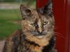 Blanding af racer Clarisha R.I.P. [ Himmelkat]