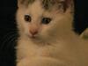 Blanding af racer Feline - tidligere kat.  [Tidl. kat]