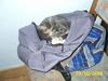 Blanding af racer R.I.P *Berta*