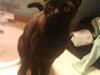 Burmeser Idefix (Rix) - ¤SOLGT¤