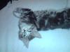 Maine Coon Bella