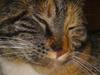 Blanding af racer Daisy R.I.P [ Himmelkat]