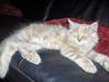 Maine Coon Morgan