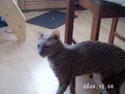 Cornish Rex Bamsekats Anton Berg