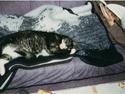 Huskat Pelle R.I.P