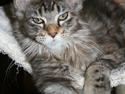 Maine Coon Langstteich´s Okinawa