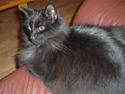 Blanding af racer Samson RIP.
