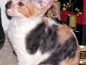Cornish Rex Gigi R.I.P.