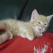 Blanding af racer Birger