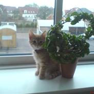 Blanding af racer Birger