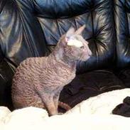 Cornish Rex Bamsekats Anton Berg
