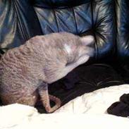 Cornish Rex Bamsekats Anton Berg