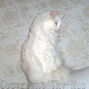 Norsk Skovkat Thy-Mus