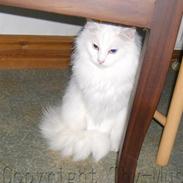 Norsk Skovkat Thy-Mus