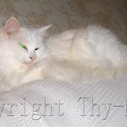 Norsk Skovkat Thy-Mus