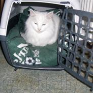 Norsk Skovkat Thy-Mus