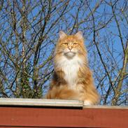 Maine Coon Ariel