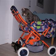 Huskat Gritte.