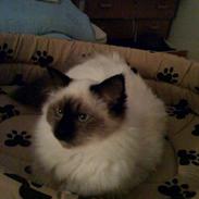 Hellig Birma Sinklair Mulan