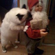 Hellig Birma Sinklair Mulan