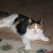 Blanding af racer Kala