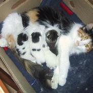 Blanding af racer Kala