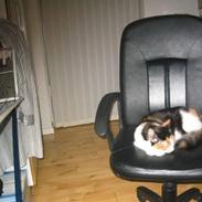 Blanding af racer Kala