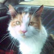 Blanding af racer Kala