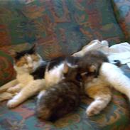 Blanding af racer Kala