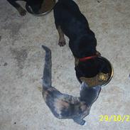 Blanding af racer R.I.P *Berta*