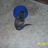 Blanding af racer R.I.P *Berta*