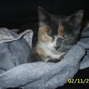 Blanding af racer R.I.P *Berta*