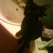 Burmeser Idefix (Rix) - ¤SOLGT¤