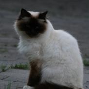 Hellig Birma Oscar