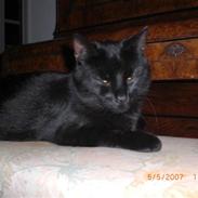 Blanding af racer Siffrine