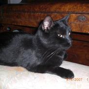 Blanding af racer Siffrine