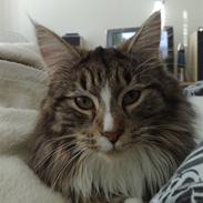 Maine Coon Gigant's Wild at Heart 