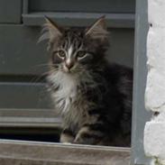 Maine Coon Gigant's Wild at Heart 