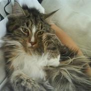 Maine Coon Gigant's Wild at Heart 