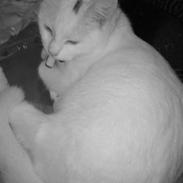 Blanding af racer Missy Babymis