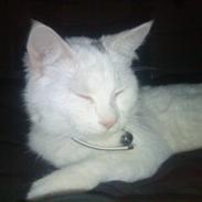 Blanding af racer Missy Babymis